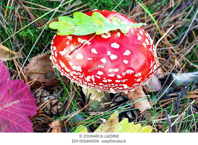 Fly agaric at forest in moss in autumn