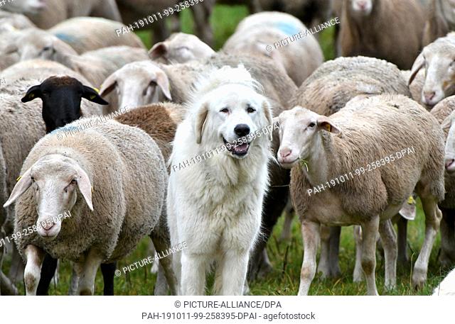 11 October 2019, Baden-Wuerttemberg, Michelfeld: A guard dog guards a flock of sheep. As part of a certification process for guard dogs