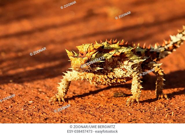 Close up of a Thorny Devil in the Australian outback, facing, Northern Territory, Australia
