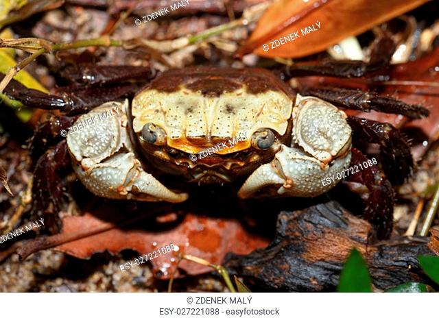 Forest Crab or forest tree crab in natural habitat Masoala National Park, Madagascar wildlife and wilderness