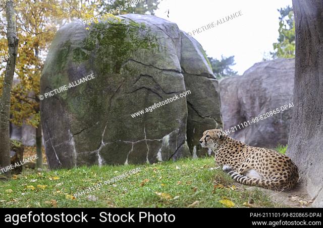 01 November 2021, Saxony, Leipzig: A South African cheetah lies under a rocky outcrop in the Kiwara kopje at Leipzig Zoo