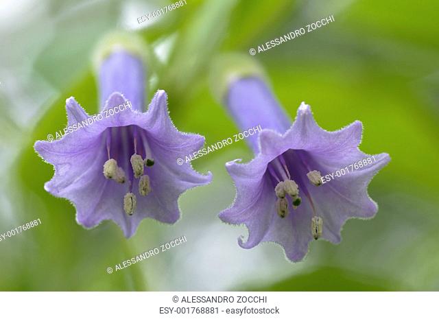 Two blue flowers with bell shape