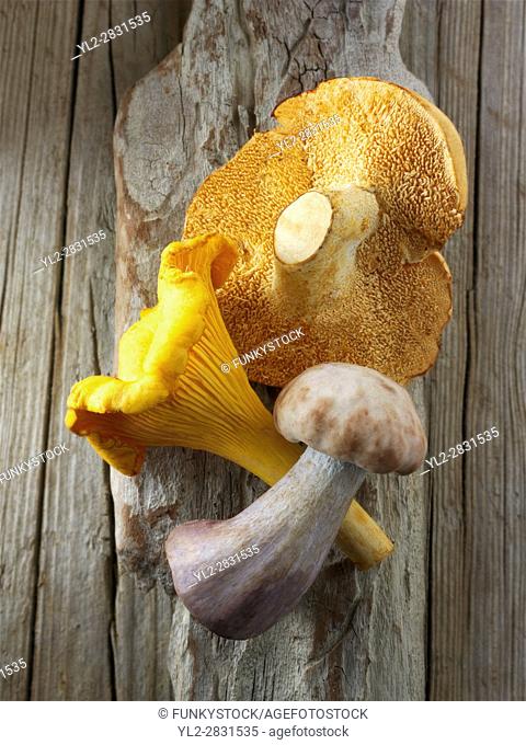 Fresh picked wiild chanterelle or girolle (Cantharellus cibarius), Pied de Mouton Mushrooms (hydnum repandum) or hedgehog mushrooms, Pied Bleu