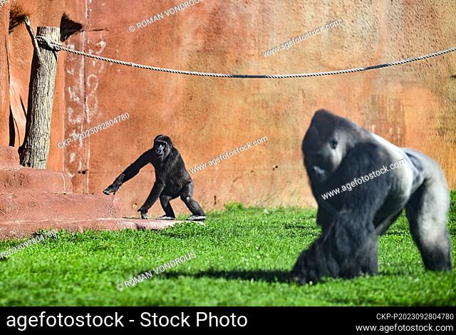 Western Lowland Gorilla in the new gorilla pavilion in the Dja Reserve, where part of the celebrations of the 92nd anniversary of the opening of the Prague Zoo...