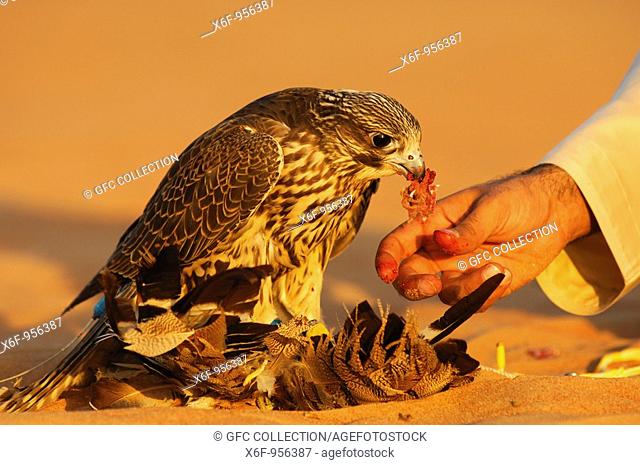 Feeding of a Gyr Falcon Falco rusticolus, Dubai, United Arab Emirates, UAE