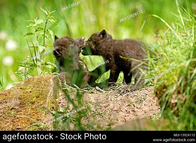 Timber wolf, american wolf (Canis lupus occidentalis) pups at burrow, Germany