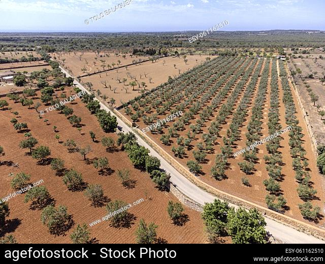 olive grove on the way to L'Ã. guila, Llucmajor, Mallorca, Spain