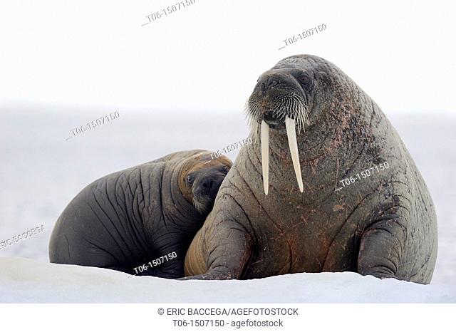 A female walrus and her calf resting on ice Odobenus rosmarus Foxe Basin, Nunavut, Canada