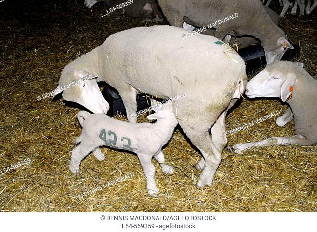 Mother sheep with newborn animal at the Michigan State Fair in Detroit Michigan