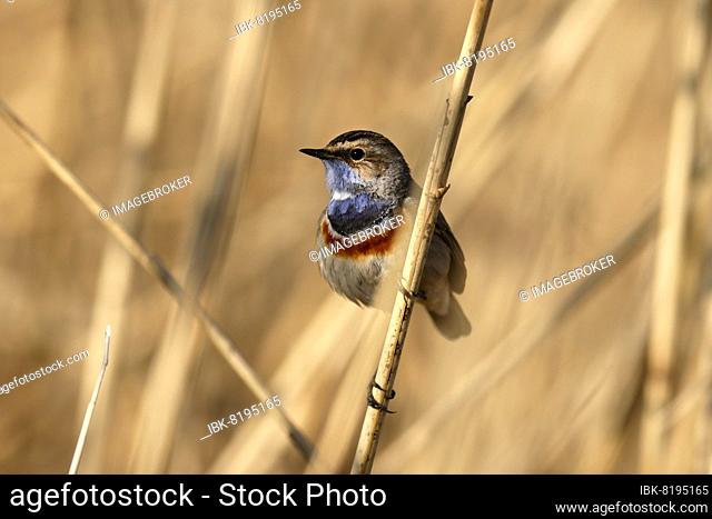 Bluethroat (Luscinia svecica) sitting on a reed, wildlife, Germany, Europe