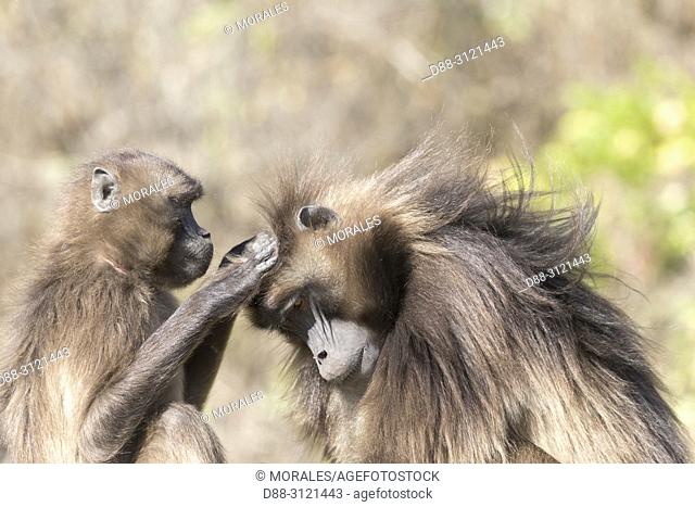Africa, Ethiopia, Rift Valley, Debre Libanos, Gelada or Gelada baboon (Theropithecus gelada), dominant male and female, Grooming