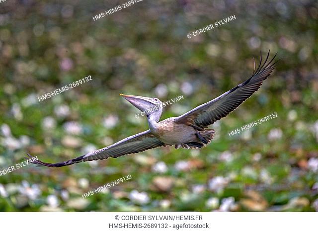 Sri Lanka, Yala national patk, Spot-billed pelican or grey pelican (Pelecanus philippensis), drinking during the flight, take some water in the beak and...