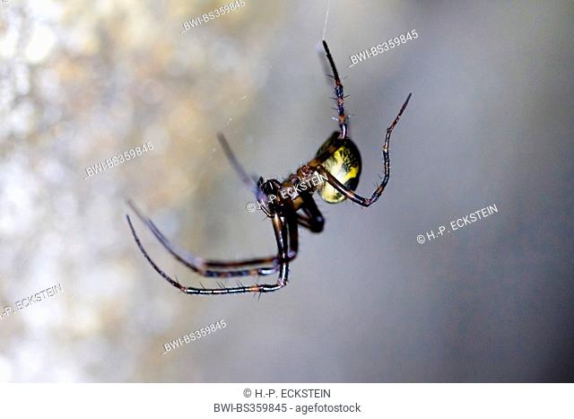 Cave cobweb spider (Nesticidae), at cobweb, Germany, Thueringen
