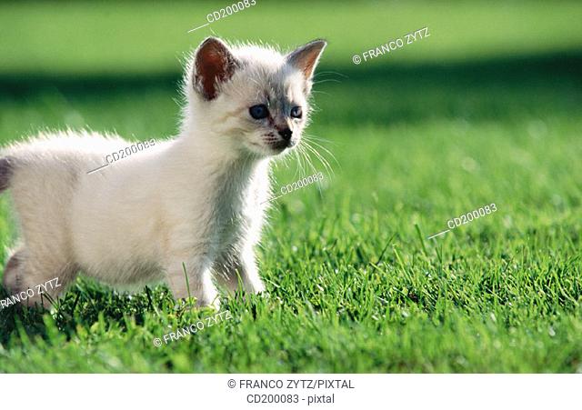 White himalayan/tabby kitten