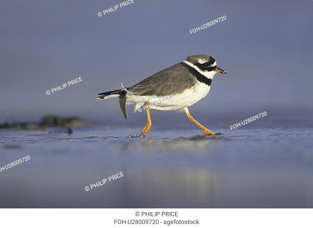 Ringed Plover Charadrius hiaticula running along shallow water on beach in search of grubs in the sand and shallows. Gott bay, Argyll, Scotland, UK