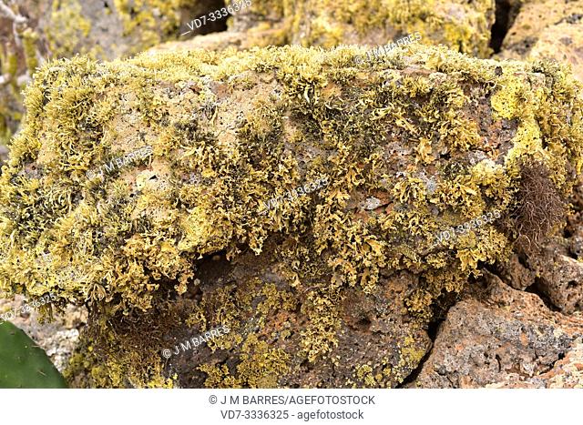 Ramalina bourgeana or Ramalina rosacea is a fruticulose lichen. This photo was taken in Lanzarote Island, Canary Islands, Spain