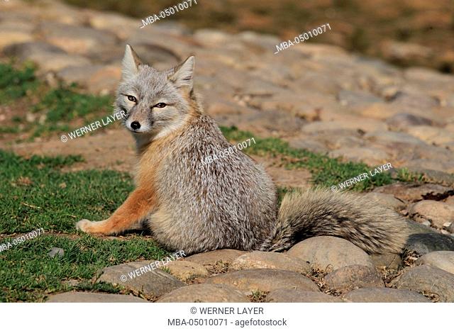 Corsak fox, Vulpes corsac Corsac
