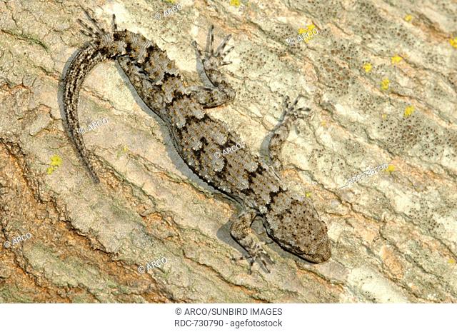 Kotschy's Gecko, Greece