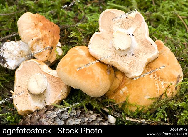 Hedgehog mushroom (Hydnum repandum)