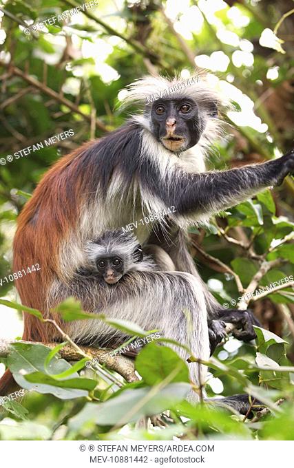 Kirkis / Zanzibar Red Colobus Monkey - mother with young (Procolobus badius kirkii ). Zanzibar - Tanzania. Latin also Piliocolobus kirkii