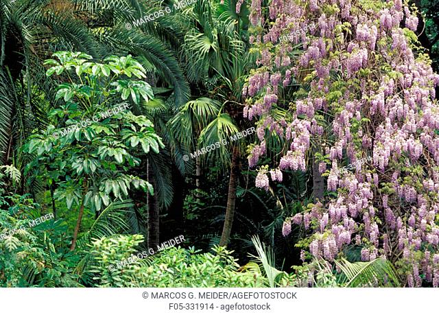 Chinese Wisteria (Wisteria sinensis) along with different palm trees. La Concepción Botanical Garden. Malaga province. Spain