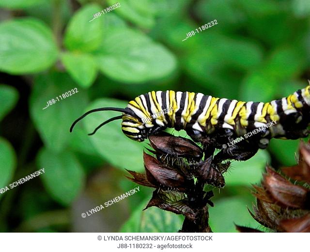 Caterpillar of the Monarch butterfly, Danaus plexippus, walking along the tops of Prunella grandiflora seed heads