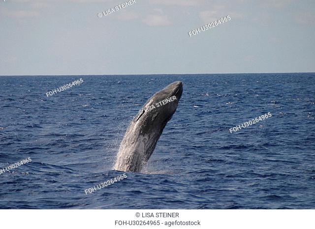 Sperm whale breaching Physeter macrocephalus Azores, Atlantic Ocean
