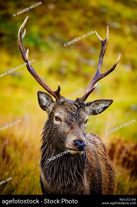 Red Deer stag in Glen Etive, Highlands of Scotland