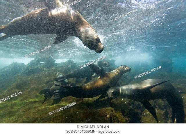 Curious Galapagos sea lions Zalophus wollebaeki underwater at the Guy Fawkes Islets near Santa Cruz Island in the Galapagos Island Archipeligo