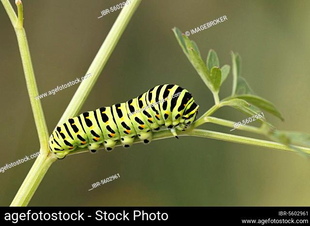 Swallowtail (Papilio machaon britannicus) British race, caterpillar feeding on milk-parsley (Peucedanum palustre), Strumpshaw Fen RSPB Reserve, River Yare