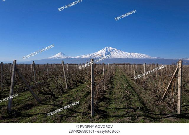 Majestic Ararat mount with a view on vineyards