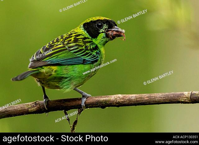 Green-and-Gold Tanager (Tangara schrankii) perched on a branch in the South of Ecuador