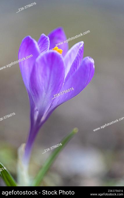 Crocus neapolitanus, close-up of a flower, Campania, Italy