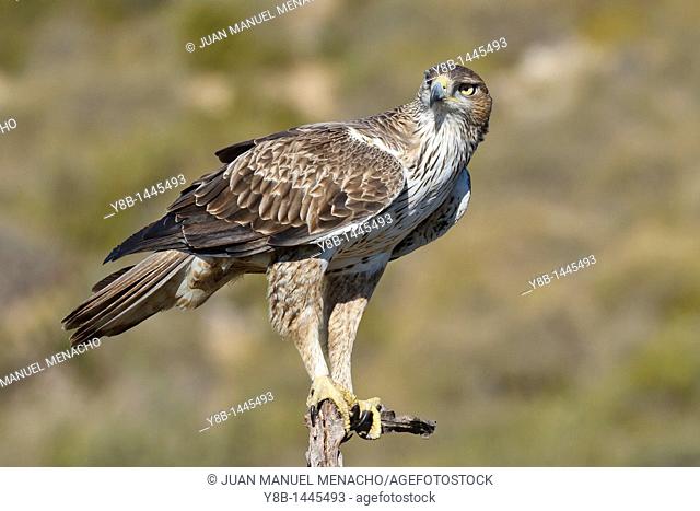 Bonelli's Eagle (Hieraaetus fasciatus) adult, Valencian comunity, Spain