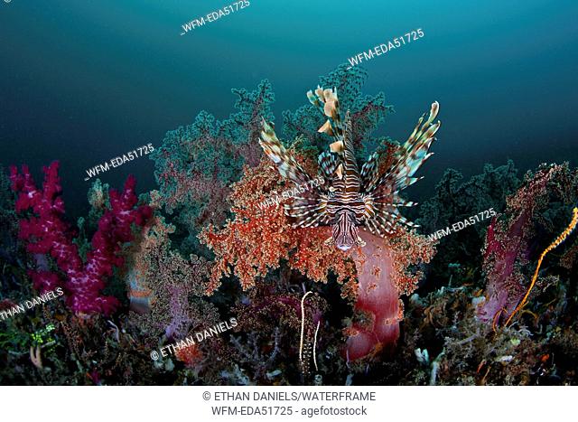 Lionfish in Soft Coral Reef, Pterois volitans, Lembeh Strait, North Sulawesi, Indonesia