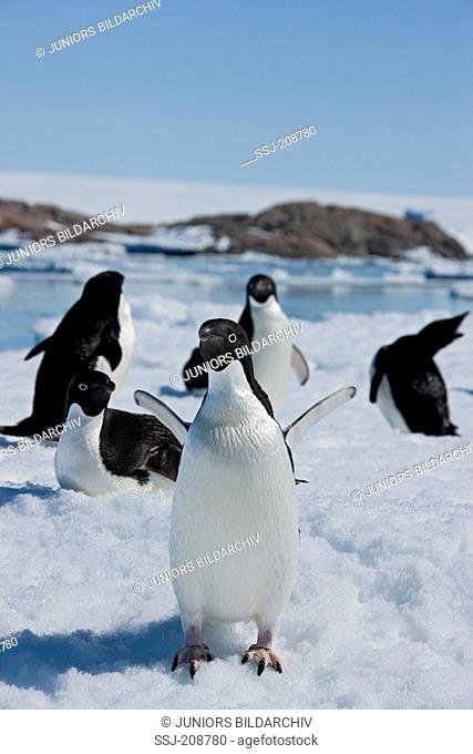 Adelie Penguin (Pygoscelis adeliae). Group standing on ice at the coast. Antarctica. No exclusive sales !