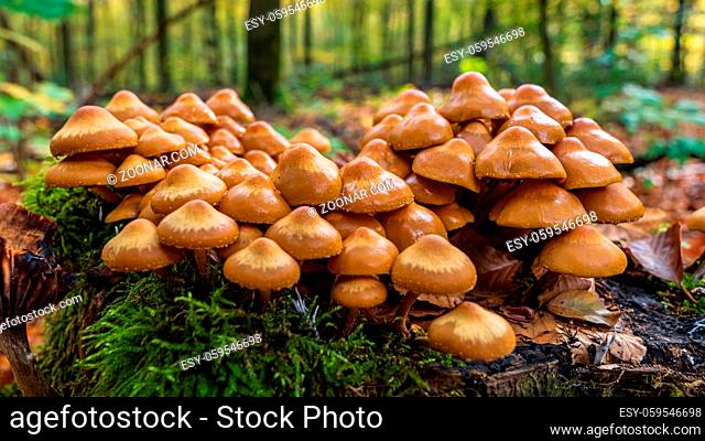 A forest mushroom on a tree trunk