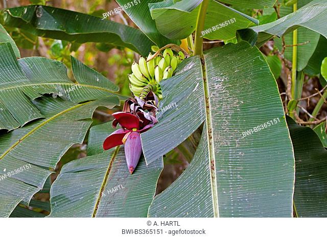 common banana (Musa paradisiaca var. sapientum), flower and inflorescence, Costa Rica
