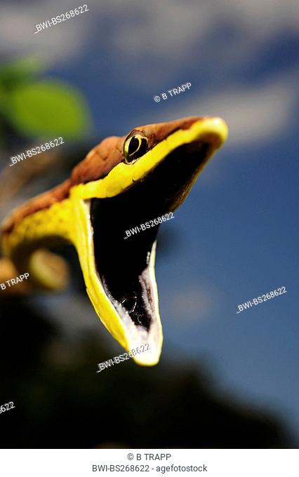 Mexican vine snake Oxybelis aeneus, threatening posture with open mouth, Honduras, La Mosquitia, Las Marias