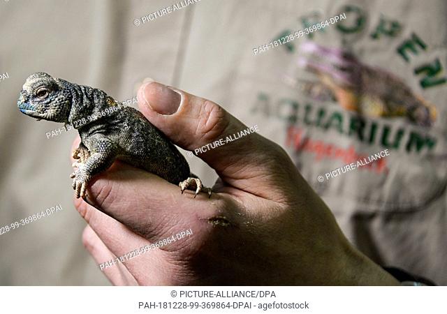 28 December 2018, Hamburg: An Oman thorntail agame (Uromastyx thomasi) sits on the hand of an animal keeper in the tropical aquarium of Hagenbeck's zoo