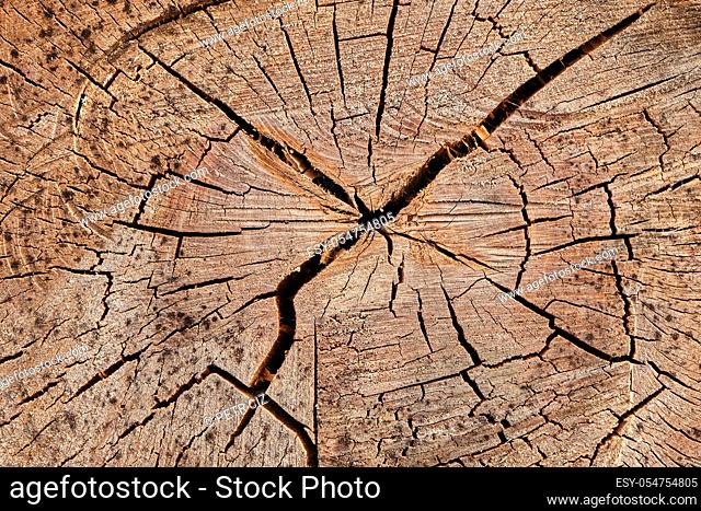 Close-up texture of a birch tree trunk