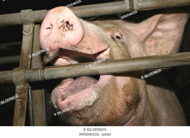 Pigs in the stable with bars