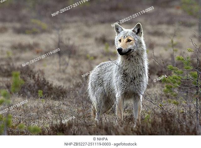 Grey Wolf (Canis lupus) standing in wetlands. Kuhmo. Finland. May 2012