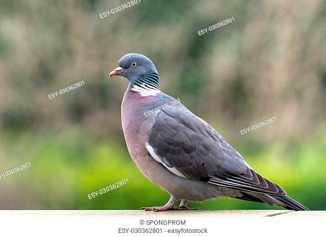 Common wood pigeon rested after a long flight. The common wood pigeon is a large species in the dove and pigeon family. It belongs to the Columba genus and