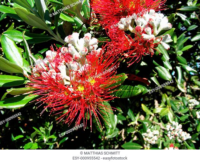 NZ tree flower Metrosideros umbellata
