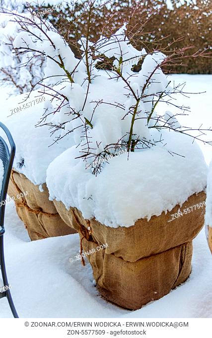 Verschneite Pflanzkübel im Garten, Symbolfoto für Winter, Winterruhe und Frostschutz