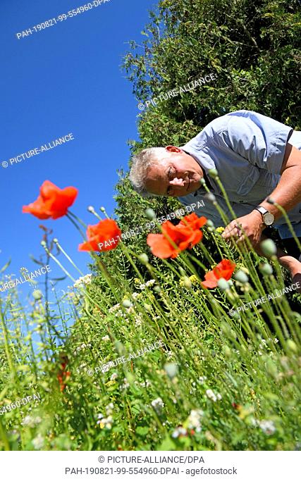 23 July 2019, Baden-Wuerttemberg, Schwäbisch Gmünd: Chief gardener Michael Straub smells a flower in the medicinal herb garden