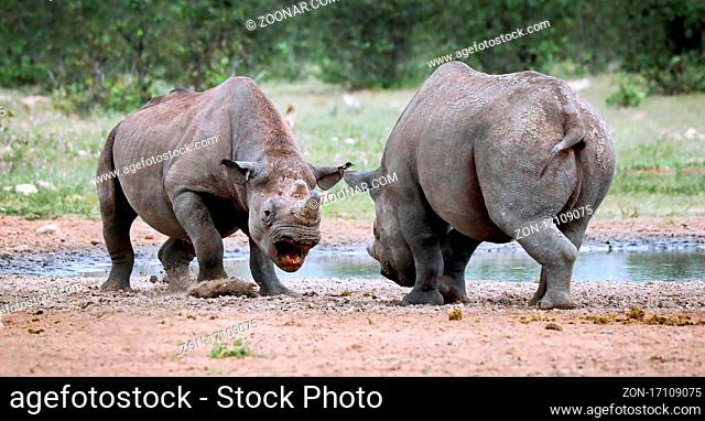 Kämpfende Spitzmaulnashörner, Etosha, Namibia; fighting black rhinoceroses, Diceros bicornis