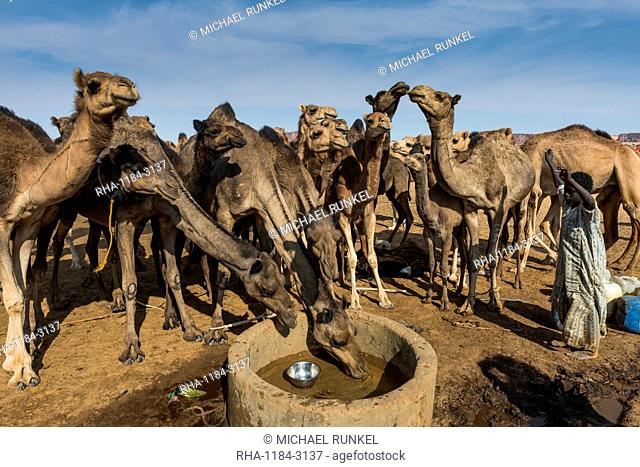 Camels at a water hole, Ennedi plateau, UNESCO World Heritage Site, Chad, Africa
