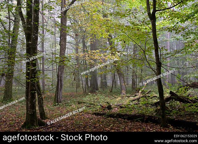 Misty morning in autumnal natural deciduous forest, Bialowieza Forest, Poland, Europe
